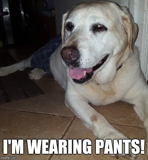 Dog in boxers | I'M WEARING PANTS! | image tagged in doggo | made w/ Imgflip meme maker