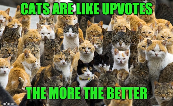 Aoshima cat island | CATS ARE LIKE UPVOTES THE MORE THE BETTER | image tagged in aoshima cat island | made w/ Imgflip meme maker