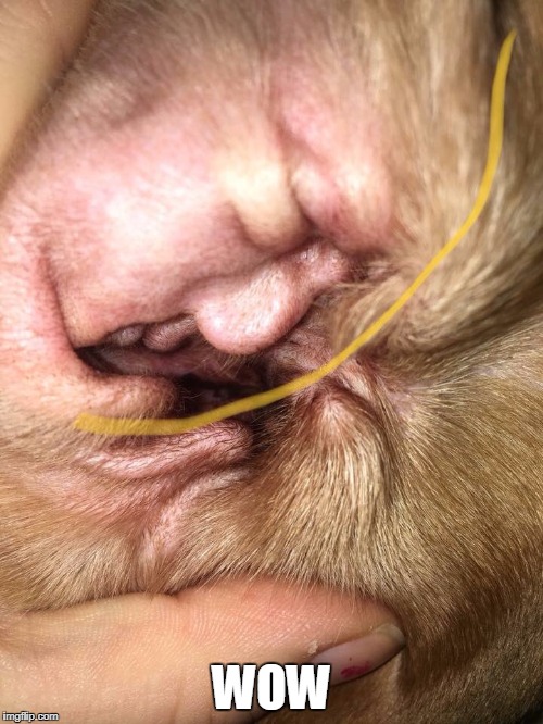 WOW | image tagged in memes,the dog ear of trump,donald trump,trump,faces,president trump | made w/ Imgflip meme maker
