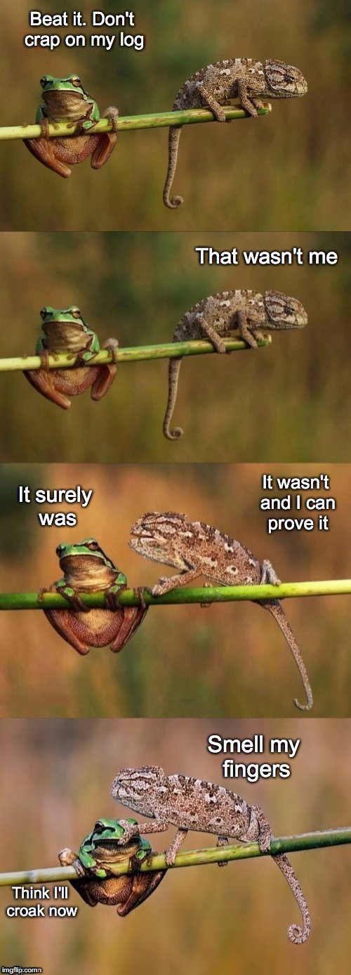 A Bit Early For Frog Week | Think I'll croak now | image tagged in frog,frog week | made w/ Imgflip meme maker