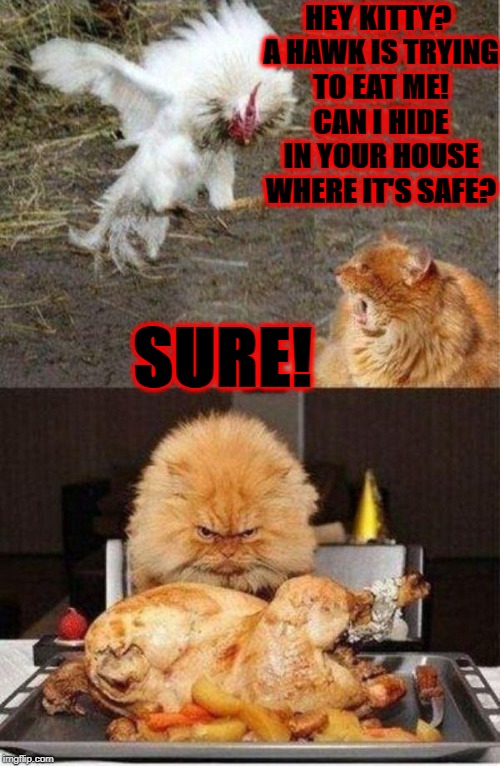 HEY KITTY? A HAWK IS TRYING TO EAT ME! CAN I HIDE IN YOUR HOUSE WHERE IT'S SAFE? SURE! | image tagged in die rooster | made w/ Imgflip meme maker