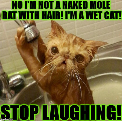 THIS ISN'T FUNNY | NO I'M NOT A NAKED MOLE RAT WITH HAIR! I'M A WET CAT! STOP LAUGHING! | image tagged in this isn't funny | made w/ Imgflip meme maker