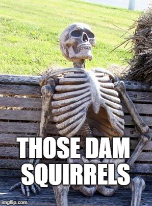 Waiting Skeleton Meme | THOSE DAM SQUIRRELS | image tagged in memes,waiting skeleton | made w/ Imgflip meme maker