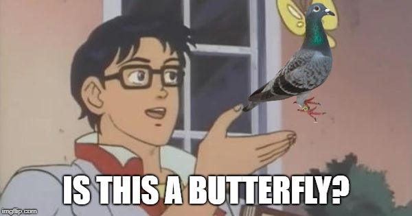 reversed question | IS THIS A BUTTERFLY? | image tagged in is this a pigeon | made w/ Imgflip meme maker