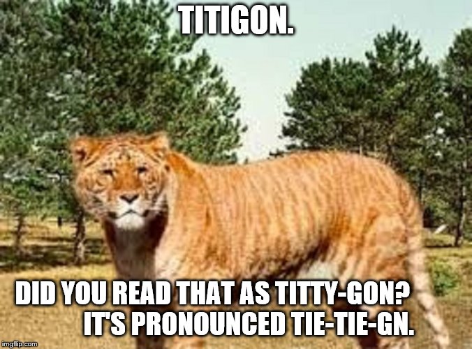 TITIGON. DID YOU READ THAT AS TITTY-GON?










  
IT'S PRONOUNCED TIE-TIE-GN. | image tagged in tiger,lion,hybrid | made w/ Imgflip meme maker