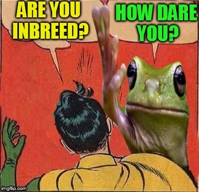 Frog Slapping Robin | ARE YOU INBREED? HOW DARE YOU? | image tagged in frog slapping robin | made w/ Imgflip meme maker