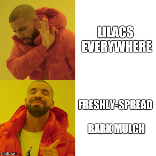 Drake Blank | LILACS EVERYWHERE; FRESHLY-SPREAD BARK MULCH | image tagged in drake blank | made w/ Imgflip meme maker
