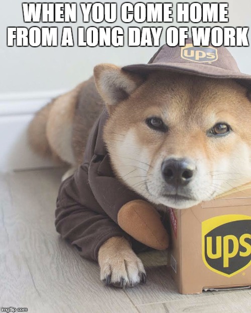 Delivery Doge | WHEN YOU COME HOME FROM A LONG DAY OF WORK | image tagged in doge | made w/ Imgflip meme maker