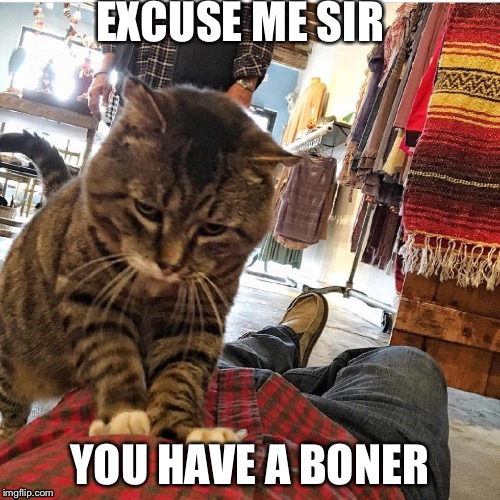 Excuse me | EXCUSE ME SIR; YOU HAVE A BONER | image tagged in patting down by a cat | made w/ Imgflip meme maker