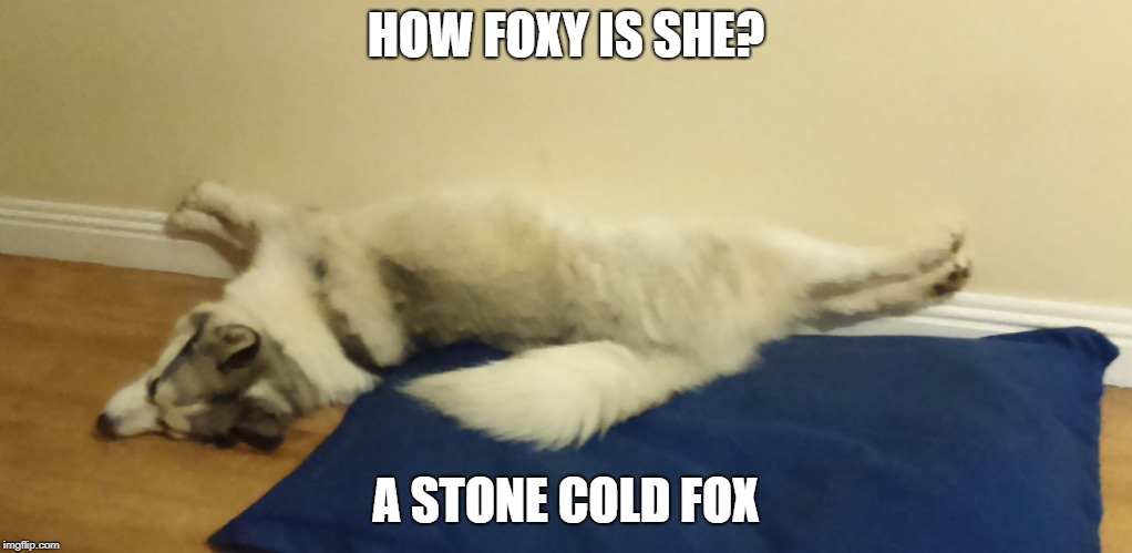 Foxy Lady | HOW FOXY IS SHE? A STONE COLD FOX | image tagged in foxy lady,stone cold fox,huskie,dog fail,dogs | made w/ Imgflip meme maker