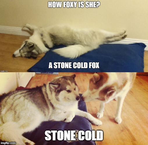 Foxy Lady | STONE COLD | image tagged in huskie,dog,foxy lady,stone cold | made w/ Imgflip meme maker