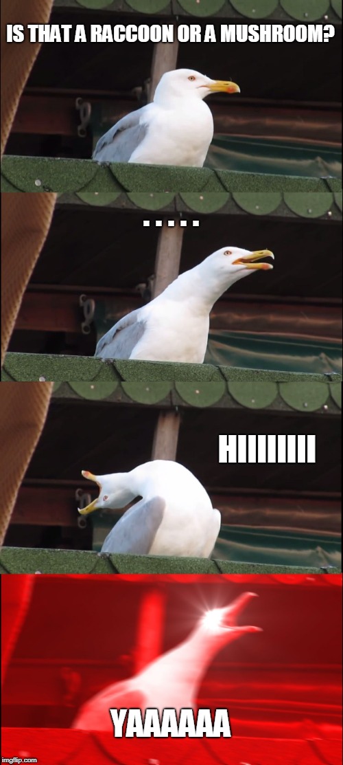 Inhaling Seagull Meme | IS THAT A RACCOON OR A MUSHROOM? . . . . . HIIIIIIII; YAAAAAA | image tagged in memes,inhaling seagull | made w/ Imgflip meme maker