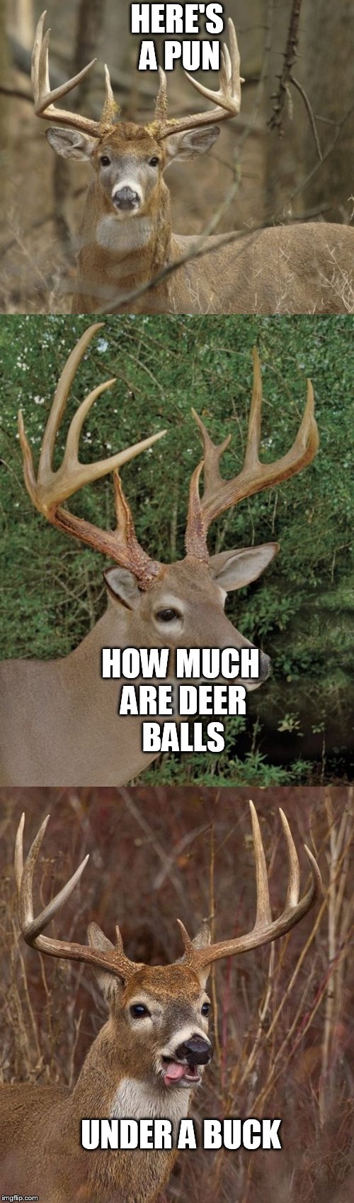 Bad Pun Buck (I Swear If I Get A NSFW) | HERE'S A PUN; HOW MUCH ARE DEER BALLS; UNDER A BUCK | image tagged in bad pun buck | made w/ Imgflip meme maker
