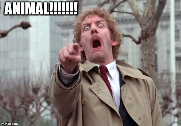 ANIMAL!!!!!!! | image tagged in animal | made w/ Imgflip meme maker