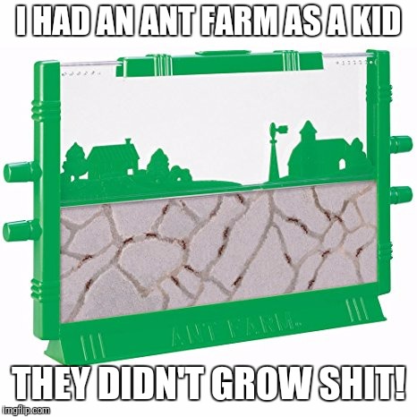 (C)ant farm | I HAD AN ANT FARM AS A KID; THEY DIDN'T GROW SHIT! | image tagged in memes,funny,ant,the | made w/ Imgflip meme maker