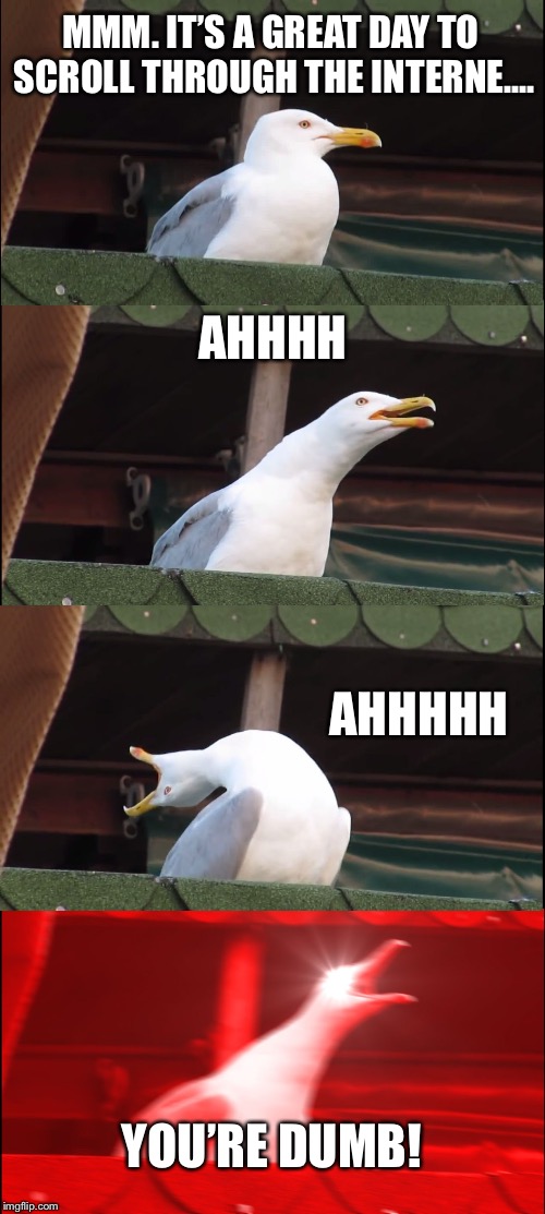 Inhaling Seagull Meme | MMM. IT’S A GREAT DAY TO SCROLL THROUGH THE INTERNE.... AHHHH; AHHHHH; YOU’RE DUMB! | image tagged in memes,inhaling seagull | made w/ Imgflip meme maker