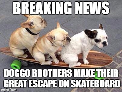 Criminals of the century | BREAKING NEWS; DOGGO BROTHERS MAKE THEIR GREAT ESCAPE ON SKATEBOARD | image tagged in doggos,doggo,skateboard,skateboarding | made w/ Imgflip meme maker