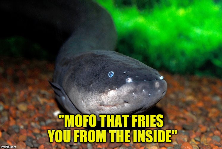 "MOFO THAT FRIES YOU FROM THE INSIDE" | made w/ Imgflip meme maker