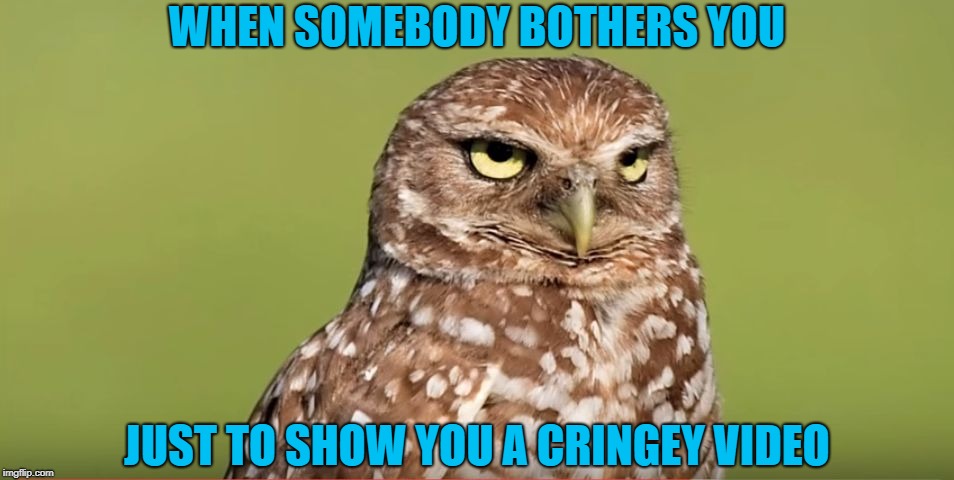 Death Stare Owl | WHEN SOMEBODY BOTHERS YOU; JUST TO SHOW YOU A CRINGEY VIDEO | image tagged in death stare owl,memes,doctordoomsday180,funny,cringe,video | made w/ Imgflip meme maker