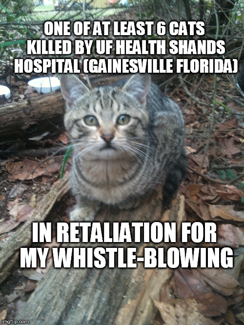 UF Health Kills Cats | ONE OF AT LEAST 6 CATS KILLED BY UF HEALTH SHANDS HOSPITAL (GAINESVILLE FLORIDA); IN RETALIATION FOR MY WHISTLE-BLOWING | image tagged in ufhealth ufhealthshands catkillers whatelsearetheyhiding | made w/ Imgflip meme maker