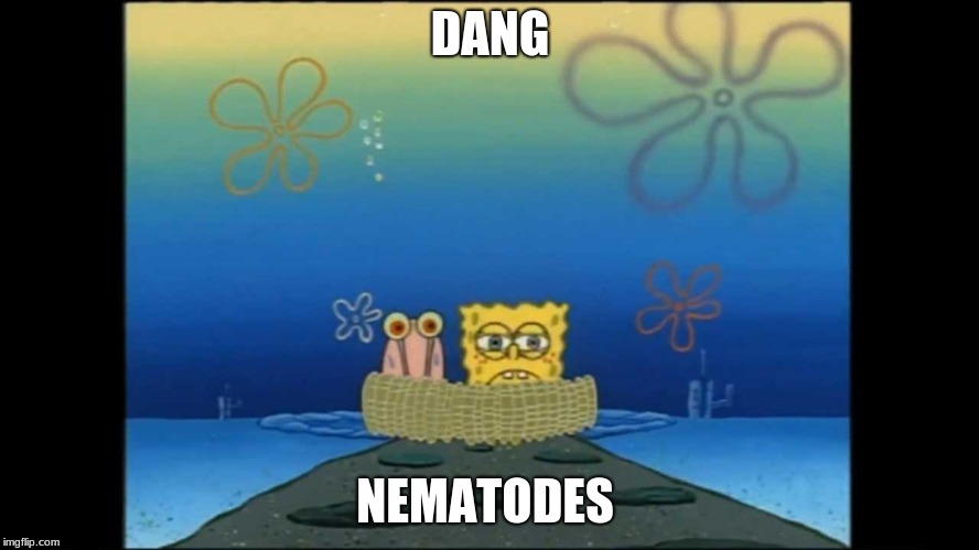 DANG; NEMATODES | image tagged in spongebob,gary | made w/ Imgflip meme maker