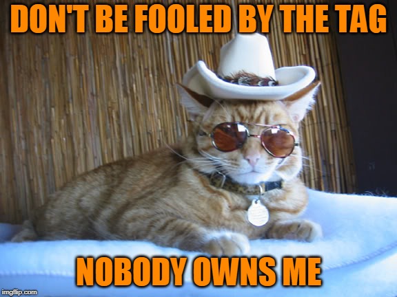 Independent Kitty | DON'T BE FOOLED BY THE TAG; NOBODY OWNS ME | image tagged in cat | made w/ Imgflip meme maker