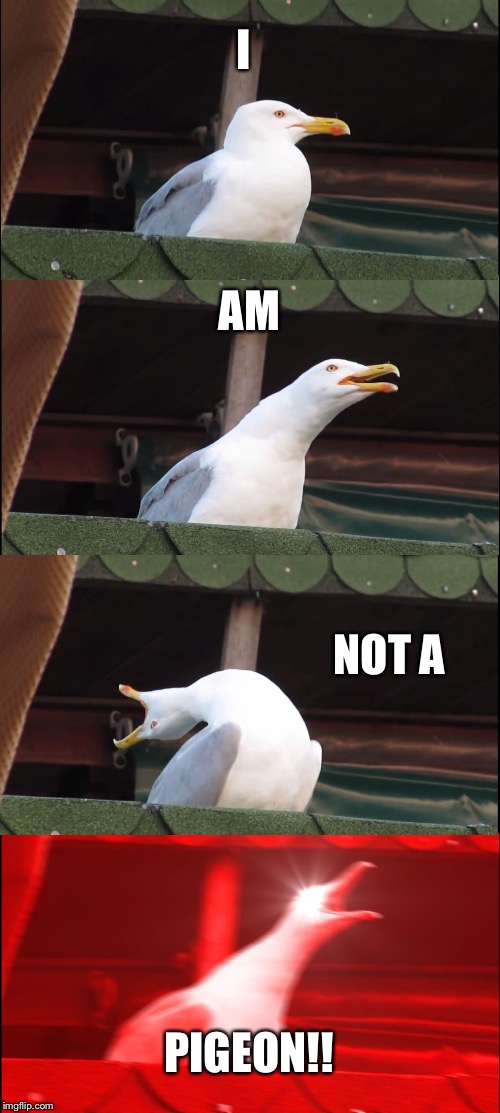 Inhaling Seagull Meme | I; AM; NOT A; PIGEON!! | image tagged in memes,inhaling seagull | made w/ Imgflip meme maker