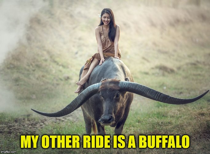 MY OTHER RIDE IS A BUFFALO | made w/ Imgflip meme maker