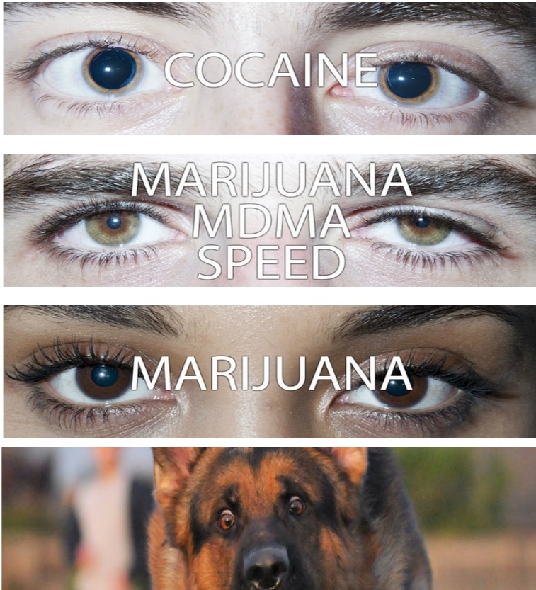 High Quality eyes on drugs Blank Meme Template