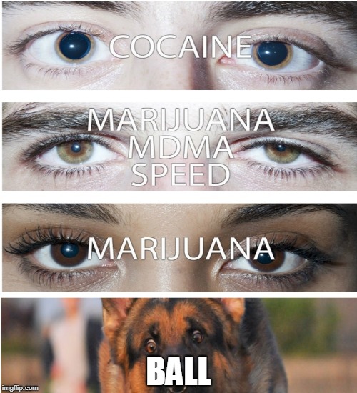 Eyes on drugs | BALL | image tagged in eyes on drugs,dog,memes | made w/ Imgflip meme maker