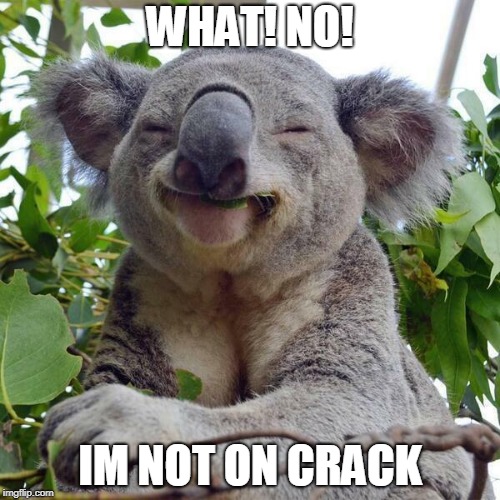 Smiling Koala | WHAT! NO! IM NOT ON CRACK | image tagged in smiling koala | made w/ Imgflip meme maker