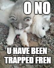 Doggo Fight | O NO; U HAVE BEEN TRAPPED FREN | image tagged in doggo,pupper,trap | made w/ Imgflip meme maker