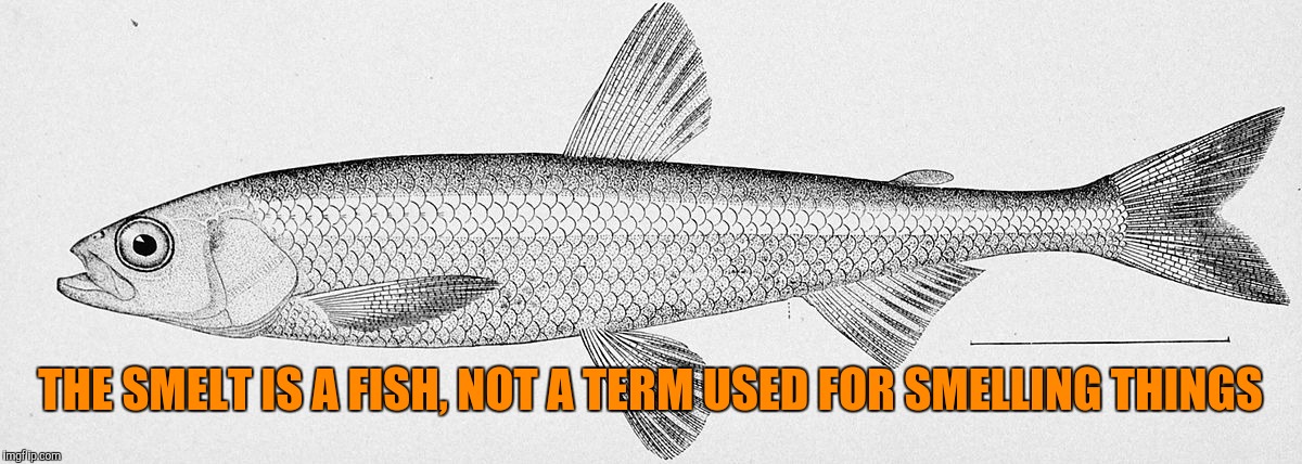 THE SMELT IS A FISH, NOT A TERM USED FOR SMELLING THINGS | made w/ Imgflip meme maker