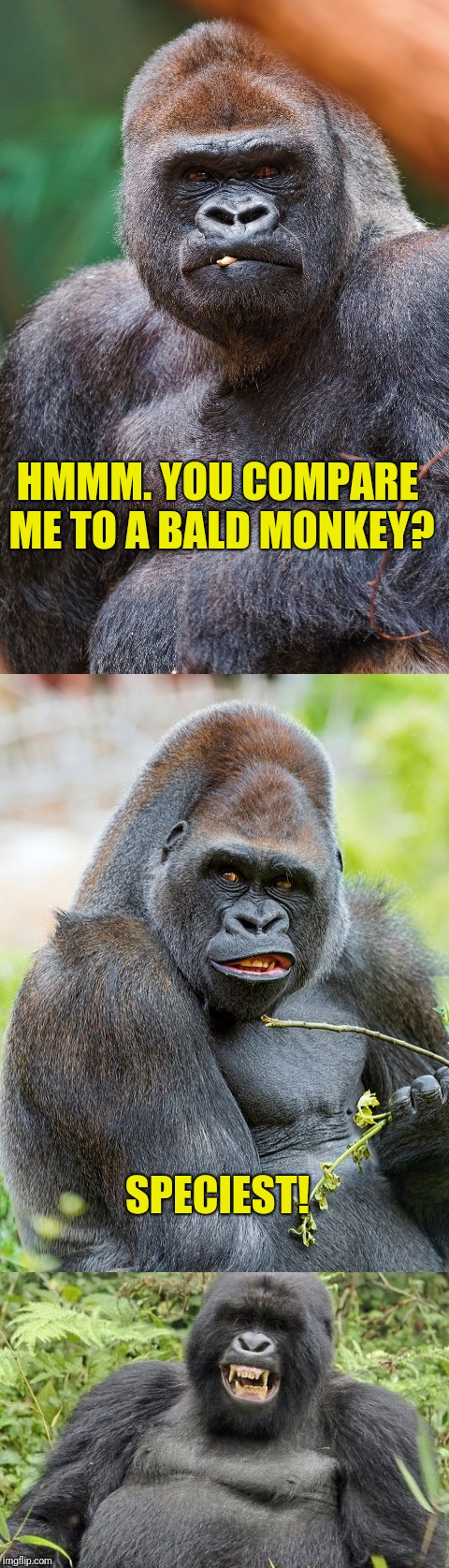 Social commentary gorilla  | HMMM. YOU COMPARE ME TO A BALD MONKEY? SPECIEST! | image tagged in social commentary gorilla | made w/ Imgflip meme maker
