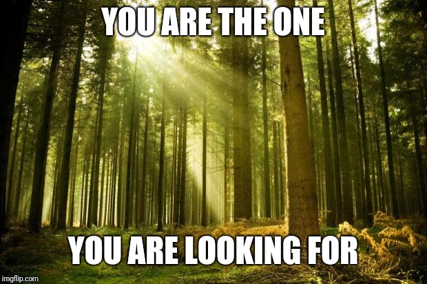 sunlit forest | YOU ARE THE ONE; YOU ARE LOOKING FOR | image tagged in sunlit forest | made w/ Imgflip meme maker