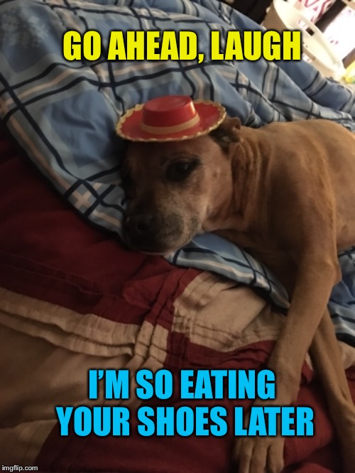 I crap I gotta put up with... | GO AHEAD, LAUGH; I’M SO EATING YOUR SHOES LATER | image tagged in tired dog,funny dog,dog memes,funny memes | made w/ Imgflip meme maker