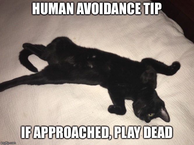 Play Dead | HUMAN AVOIDANCE TIP; IF APPROACHED, PLAY DEAD | image tagged in dead,antisocial,cats | made w/ Imgflip meme maker
