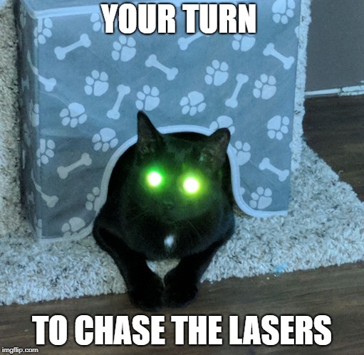 Prepare to DIE! | YOUR TURN; TO CHASE THE LASERS | image tagged in lasercat murr,evil cat,cat | made w/ Imgflip meme maker
