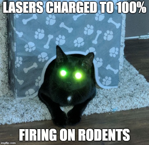 Lasercat Murr | LASERS CHARGED TO 100%; FIRING ON RODENTS | image tagged in lasercat murr | made w/ Imgflip meme maker