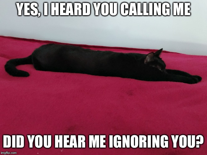 Ignoring You  | YES, I HEARD YOU CALLING ME; DID YOU HEAR ME IGNORING YOU? | image tagged in ignoring you,cats,funny cats | made w/ Imgflip meme maker