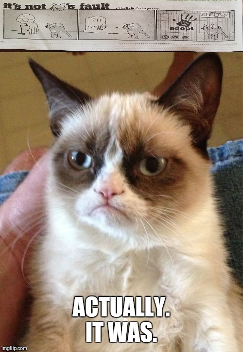  Saw this on the paper. Thought, are they sure?  | ACTUALLY. IT WAS. | image tagged in grumpy cat | made w/ Imgflip meme maker
