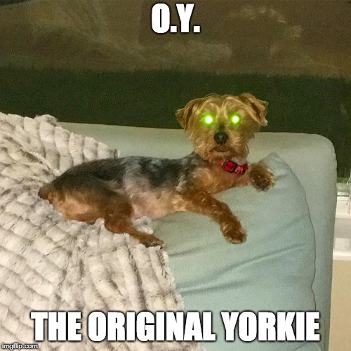 OG?  | O.Y. THE ORIGINAL YORKIE | image tagged in bad pun dogs,ice cube,straight outta x blank template,dr dre,snoop dogg | made w/ Imgflip meme maker