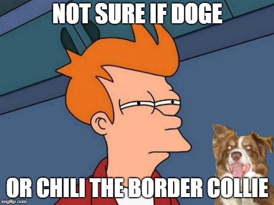 Futurama Fry Meme | NOT SURE IF DOGE; OR CHILI THE BORDER COLLIE | image tagged in memes,futurama fry,chili the border collie,dogs,doge | made w/ Imgflip meme maker