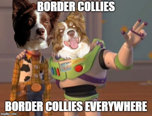 X, X Everywhere Meme | BORDER COLLIES; BORDER COLLIES EVERYWHERE | image tagged in memes,x x everywhere,chili the border collie,dogs,border collie | made w/ Imgflip meme maker