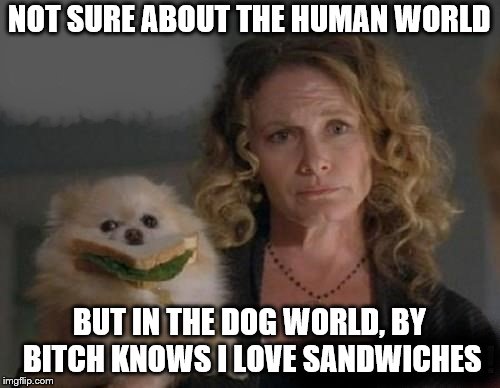 Dogs know | NOT SURE ABOUT THE HUMAN WORLD BUT IN THE DOG WORLD, BY B**CH KNOWS I LOVE SANDWICHES | image tagged in sandwich | made w/ Imgflip meme maker