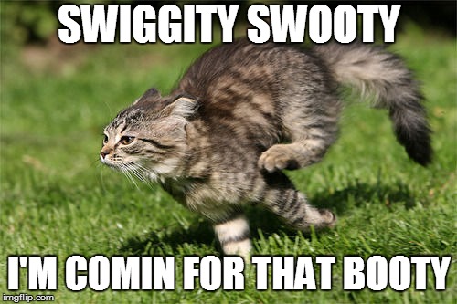 Swiggity Swooty | SWIGGITY SWOOTY; I'M COMIN FOR THAT BOOTY | image tagged in cat,swiggity swooty,fast | made w/ Imgflip meme maker