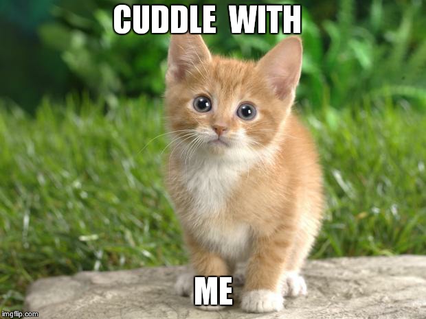 Cute cats | CUDDLE  WITH; ME | image tagged in cute cats | made w/ Imgflip meme maker