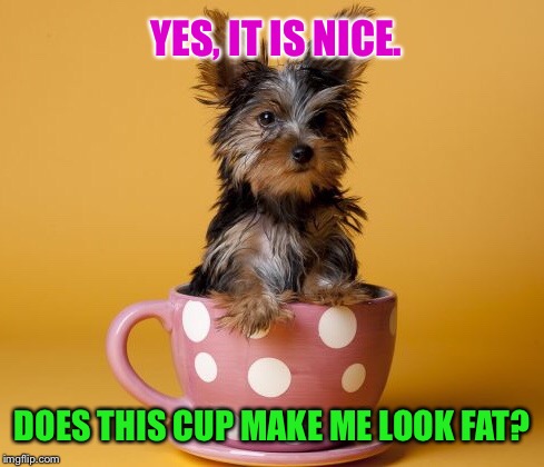 YES, IT IS NICE. DOES THIS CUP MAKE ME LOOK FAT? | made w/ Imgflip meme maker