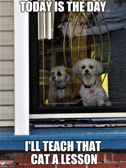funny dog meme | TODAY IS THE DAY; I'LL TEACH THAT CAT A LESSON | image tagged in funny dogs | made w/ Imgflip meme maker