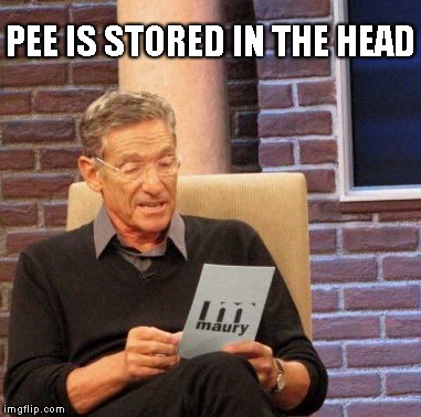 Maury Lie Detector | PEE IS STORED IN THE HEAD | image tagged in memes,maury lie detector | made w/ Imgflip meme maker